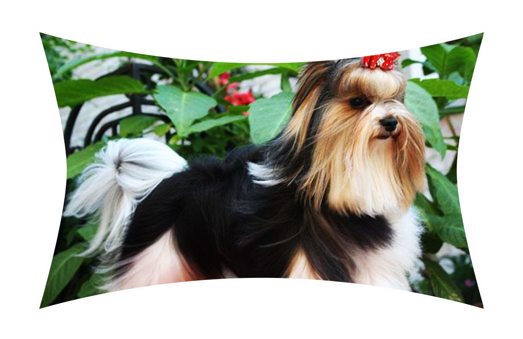 Biewer YorkShire terrier