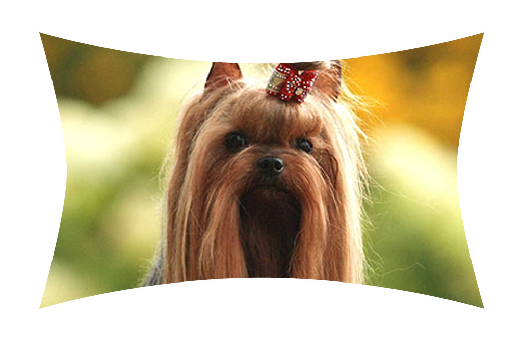 Yorkshire_terrier classico em araucaria