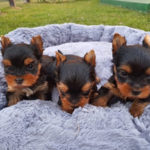 Canil Maison Daimee - YorkShire Terrier em Araucaria pr