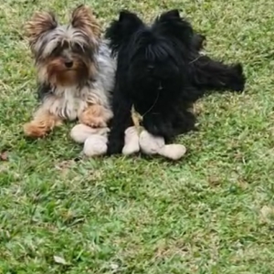 Canil Maison Daimee - YorkShire Terrier em Araucaria pr