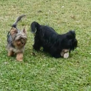 Canil Maison Daimee - YorkShire Terrier em Araucaria pr